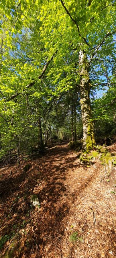 Gite Des 3 Jonquilles Saint Maurice sur Moselle Bagian luar foto